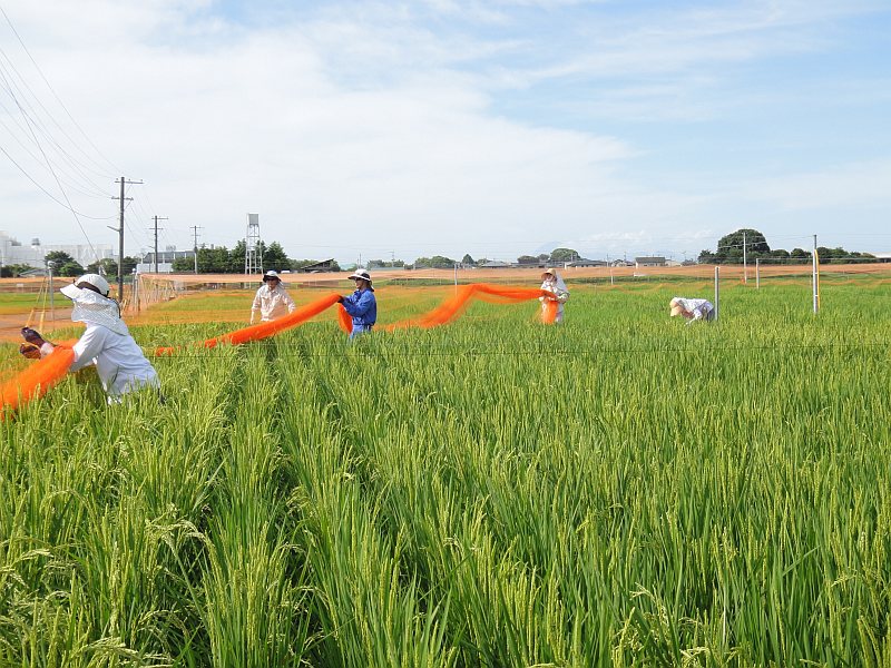 上越高田から食と農のイノベーションをめざして プラス 防鳥網張り